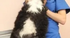 Miért nem hordozhat macskát vagy macskát egy parafa számára